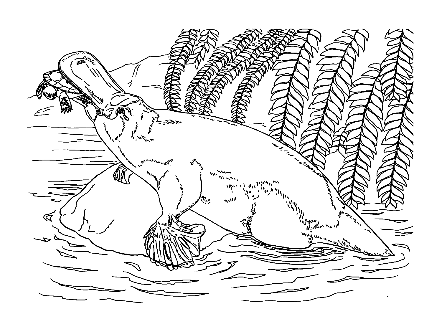 Schnabeltier kriecht auf einem Felsen von Platypus