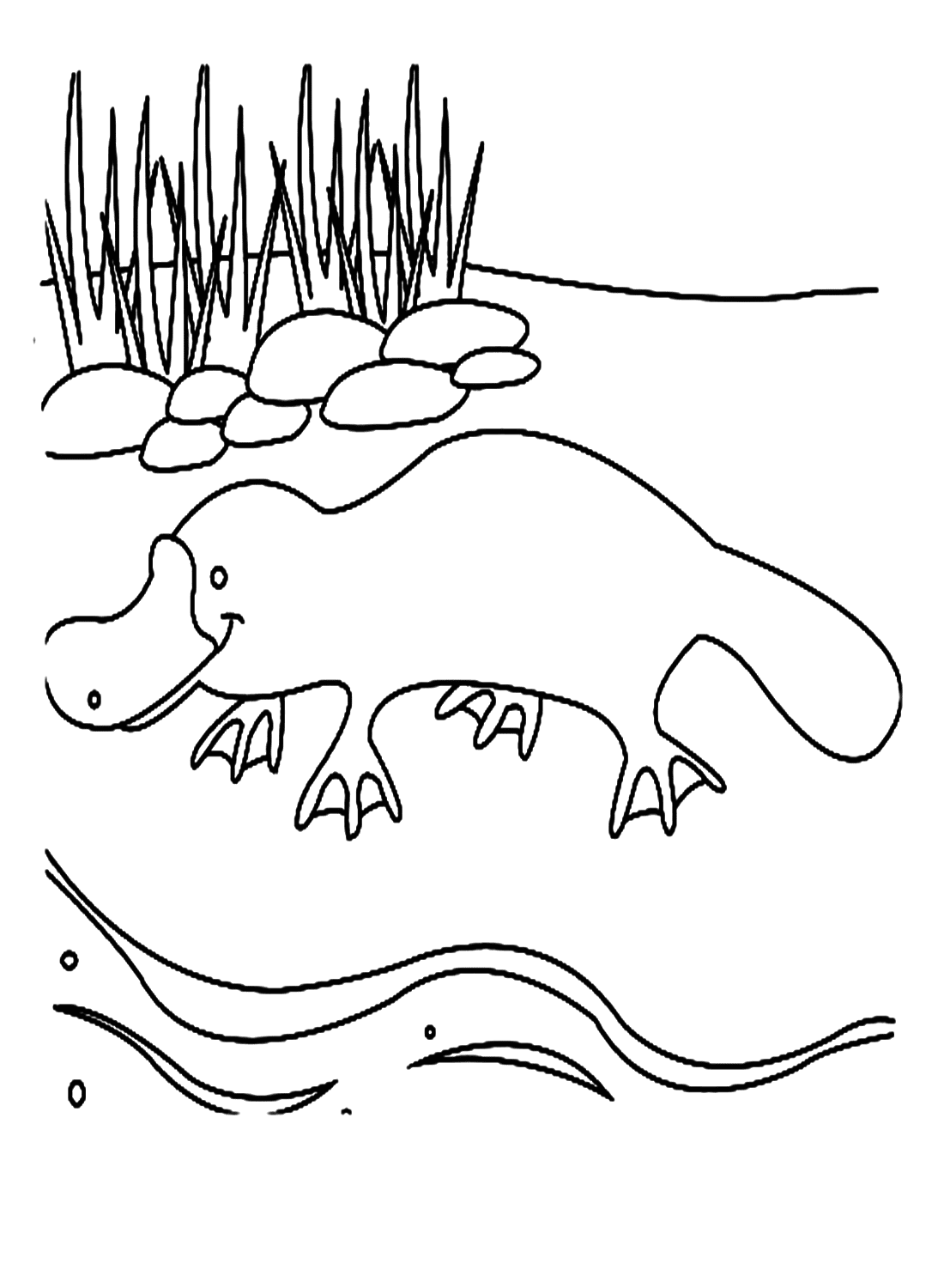 Schnabeltier kriecht von Platypus