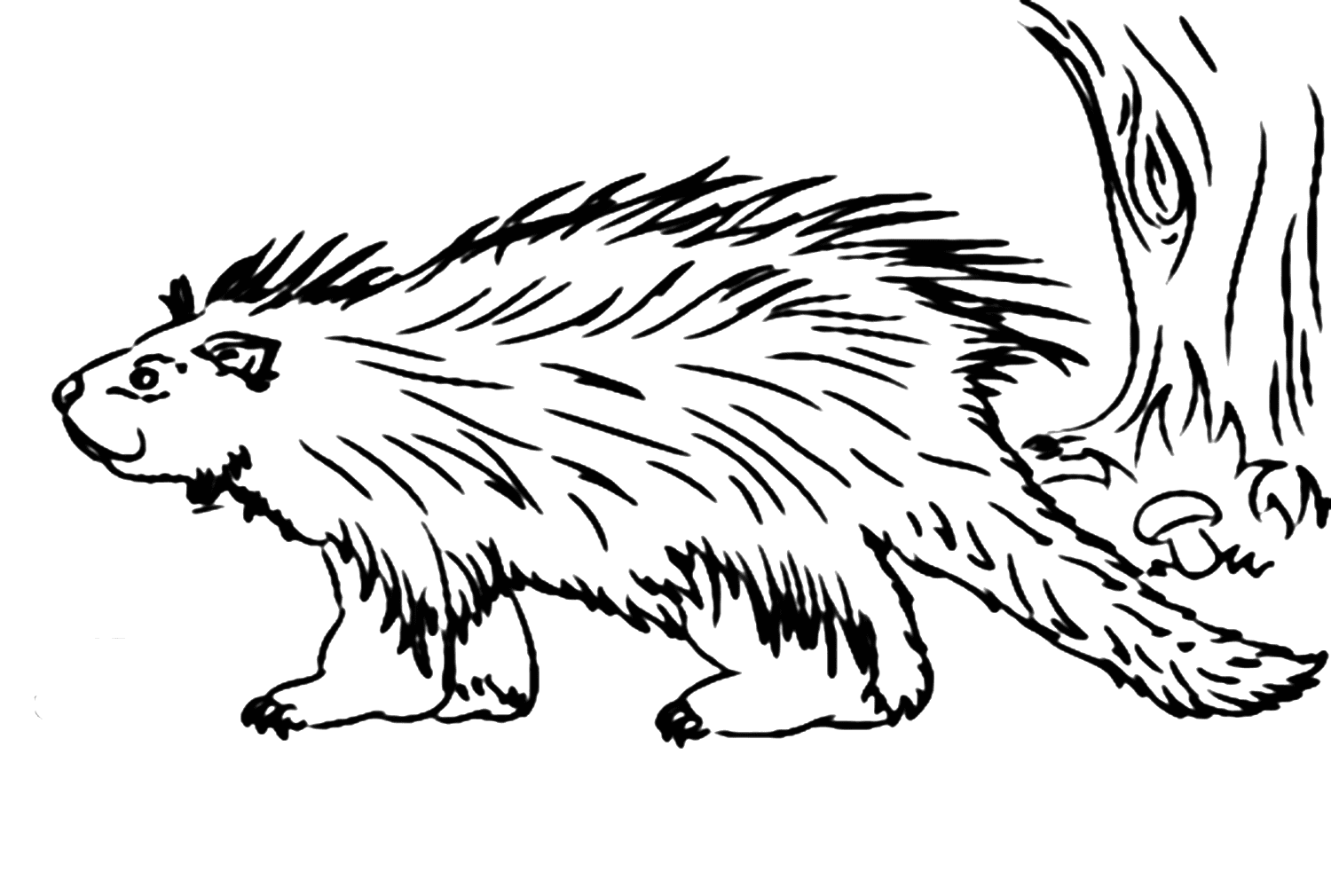 Image de porc-épic à colorier de Porcupine