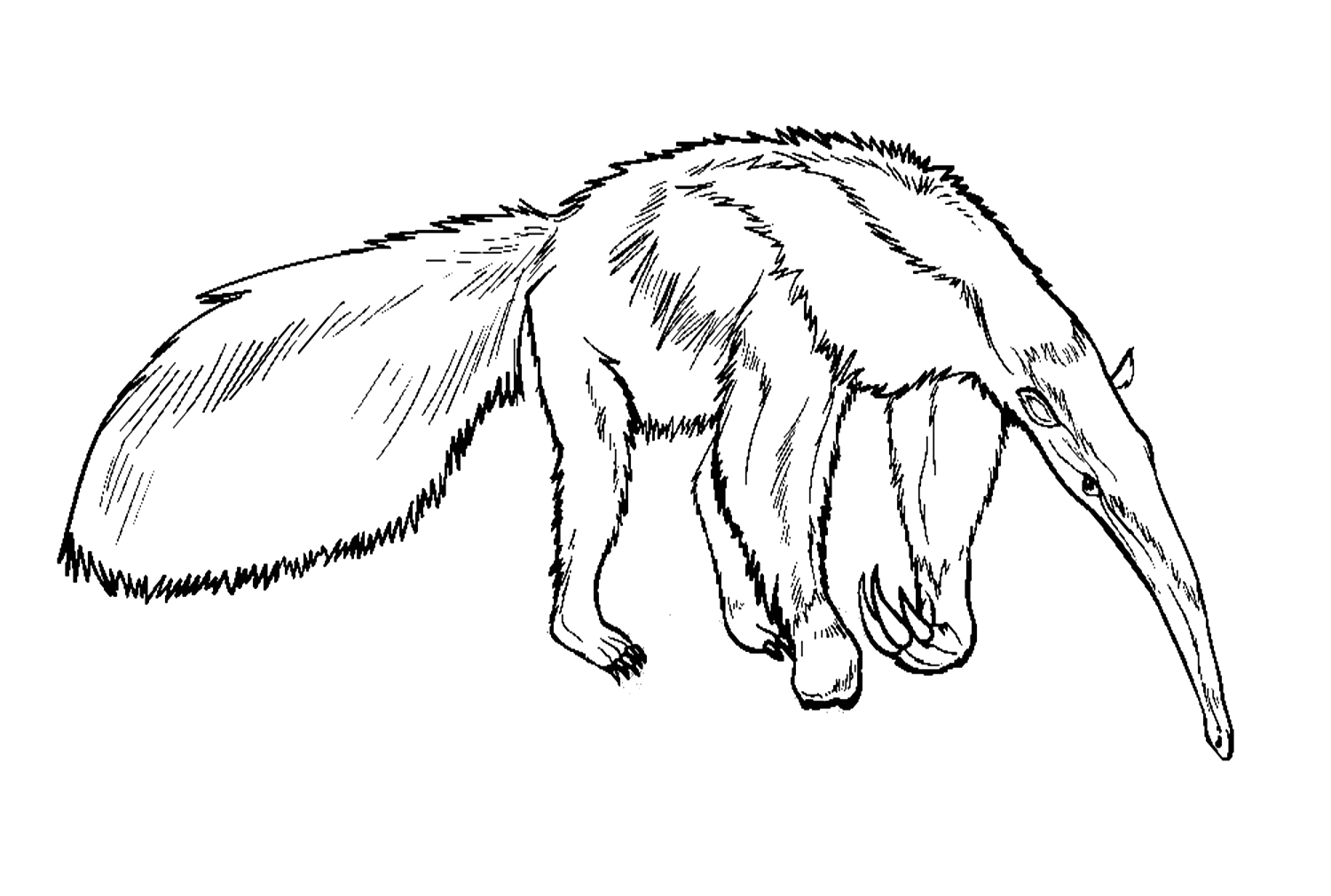 Oso hormiguero gigante realista de Anteater