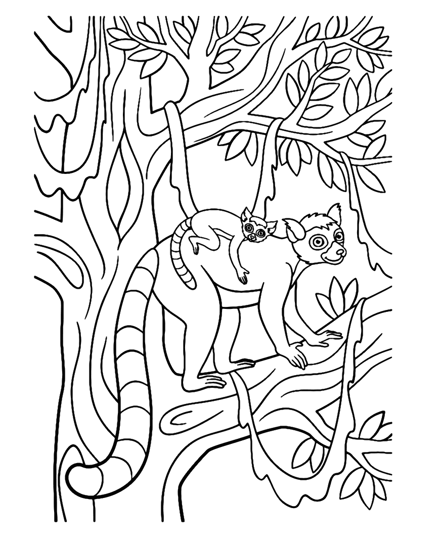 Pagina da colorare di Lemure dalla coda ad anelli di Lemure