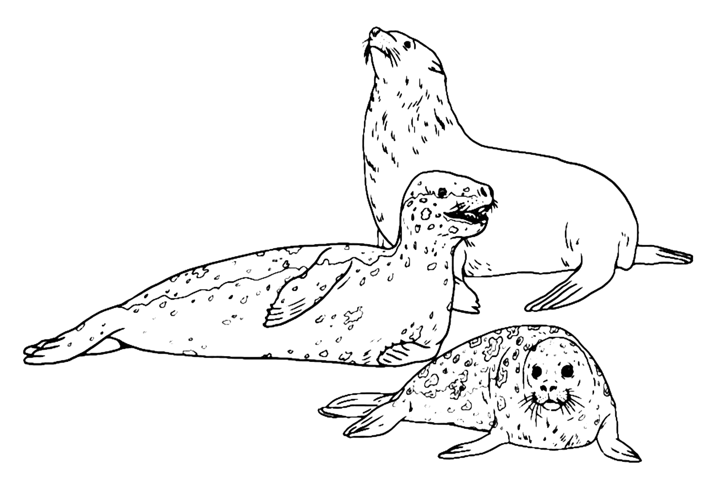 Drie zeeleeuwen uit Sea Lion