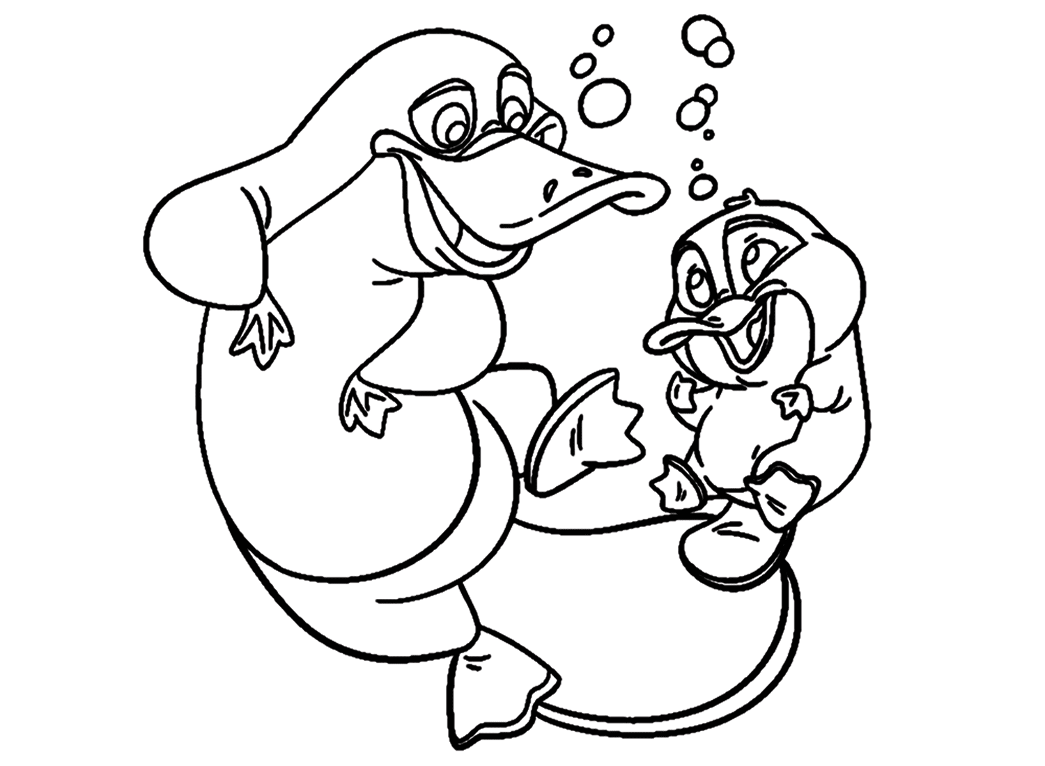两只鸭嘴兽在水下玩耍 鸭嘴兽