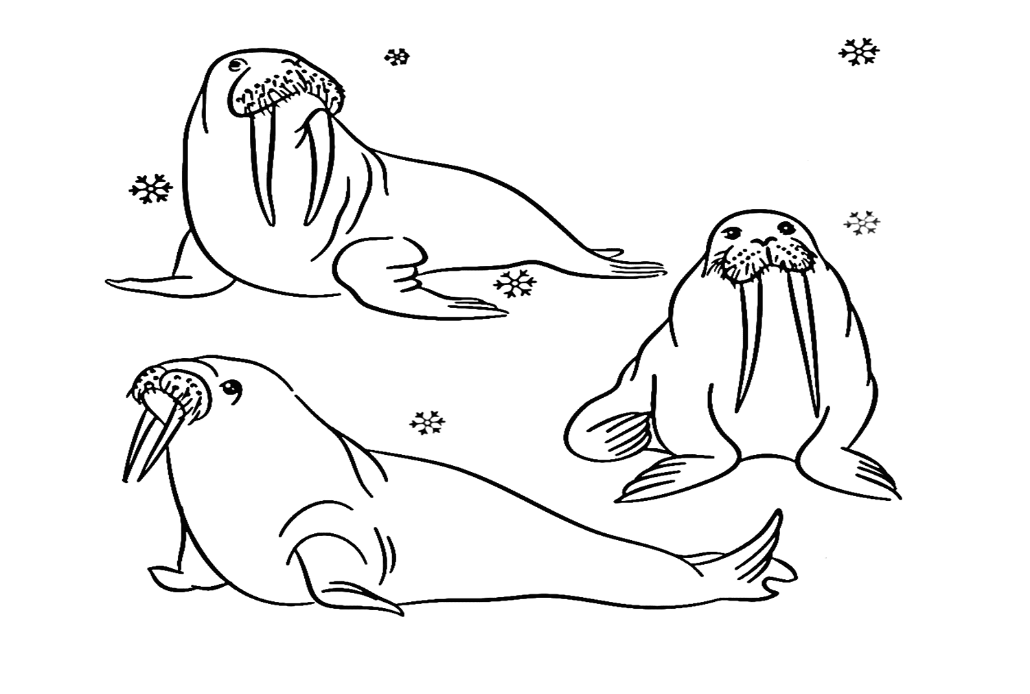 Walrus In Different Poses from Walrus