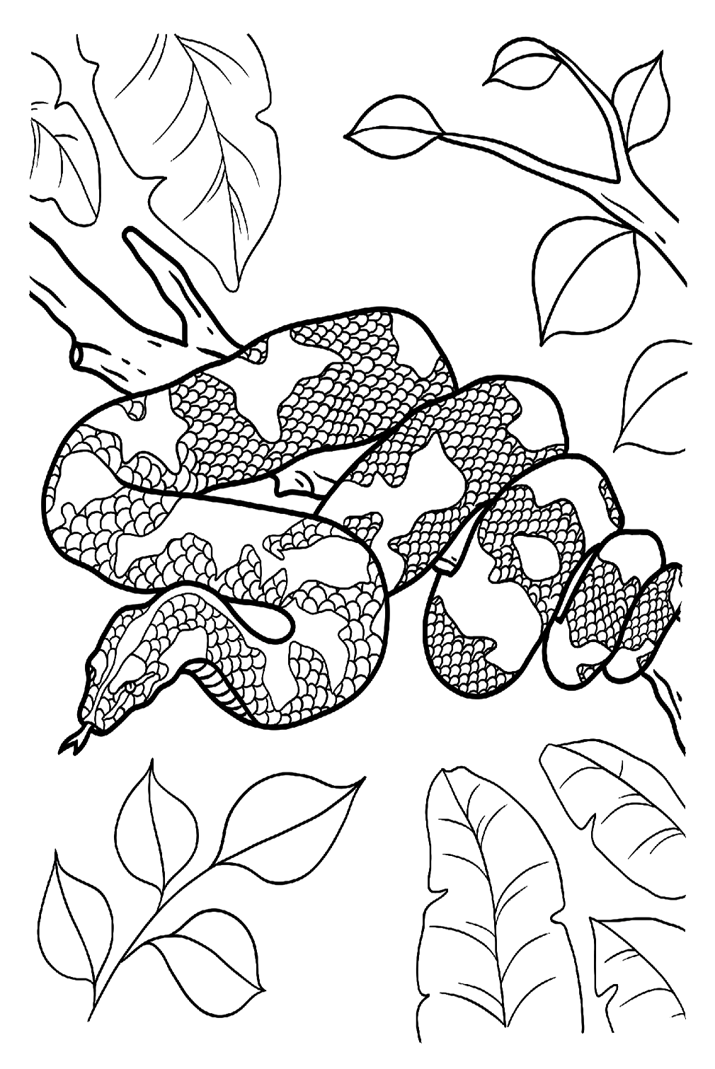 Página grande para colorear de Python de Python