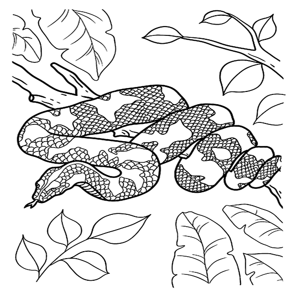 Large Python Coloring Page