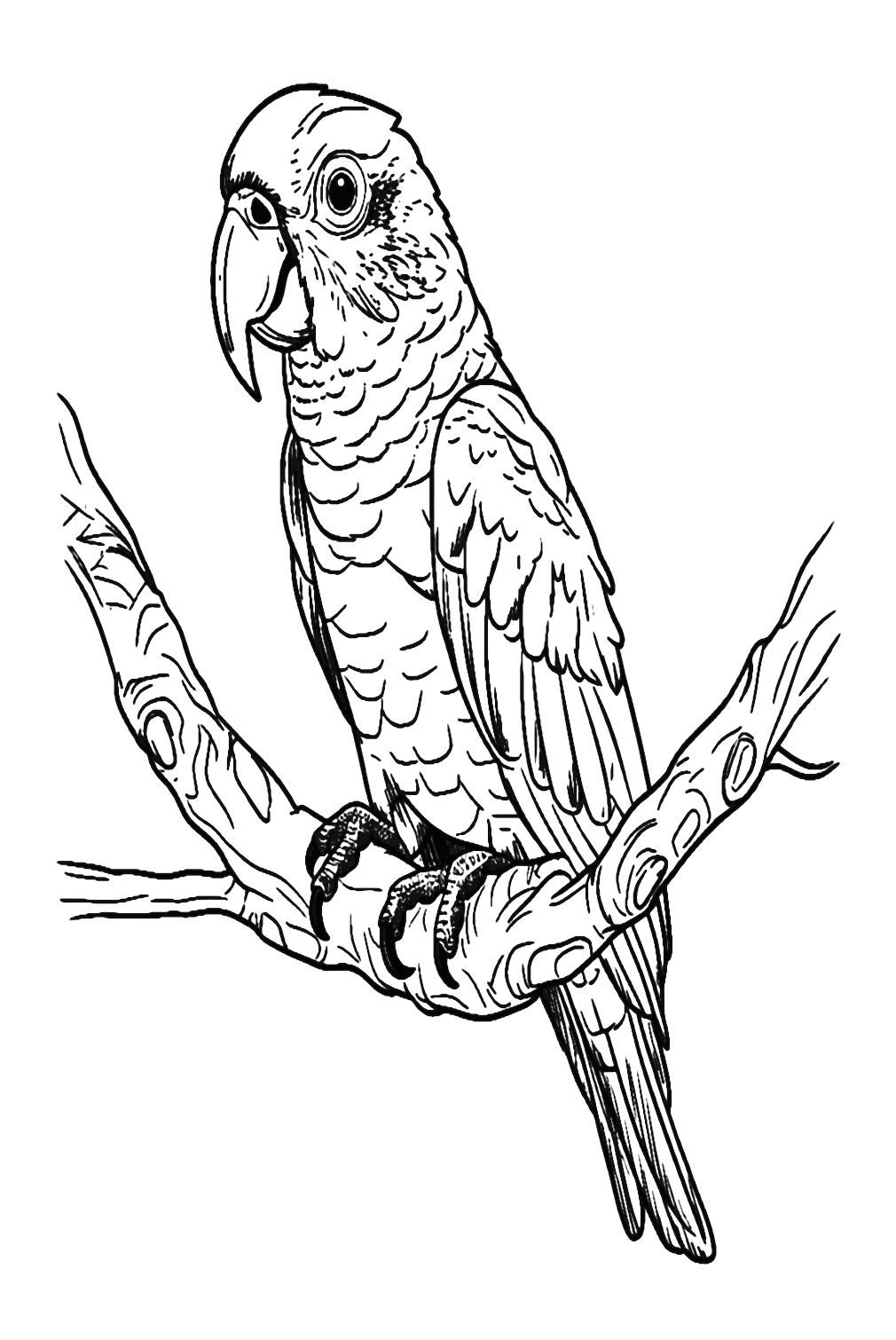 Parakeet Picture To Color from Parakeet