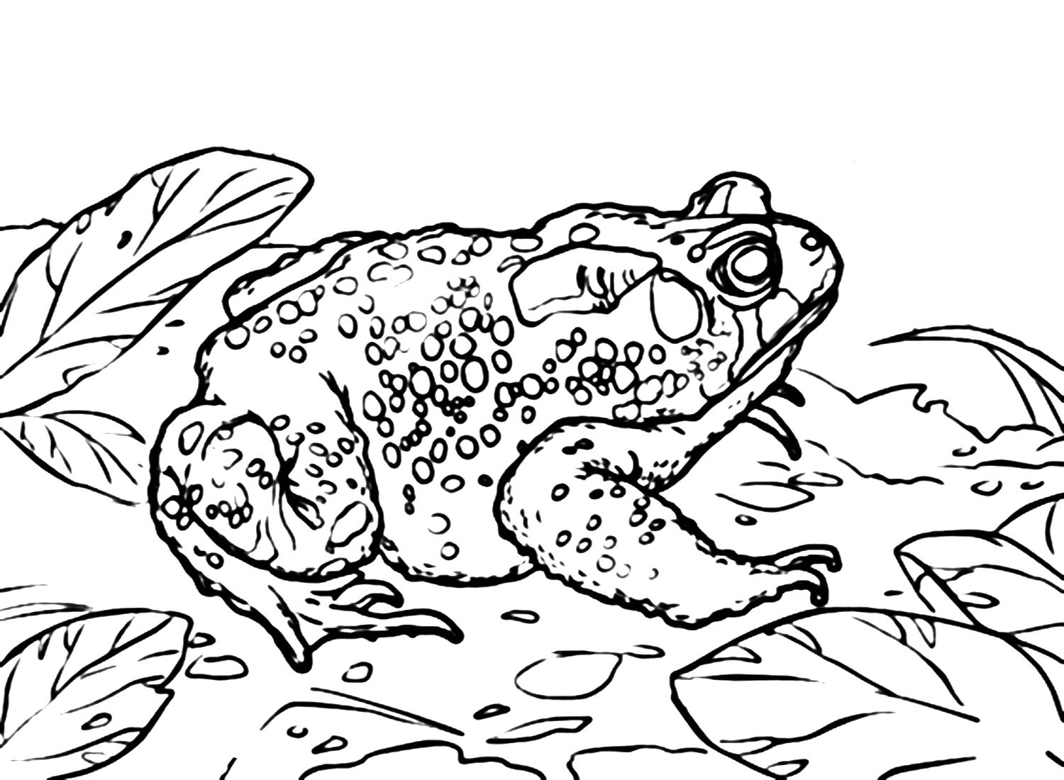 American Cane Toad Coloring Page