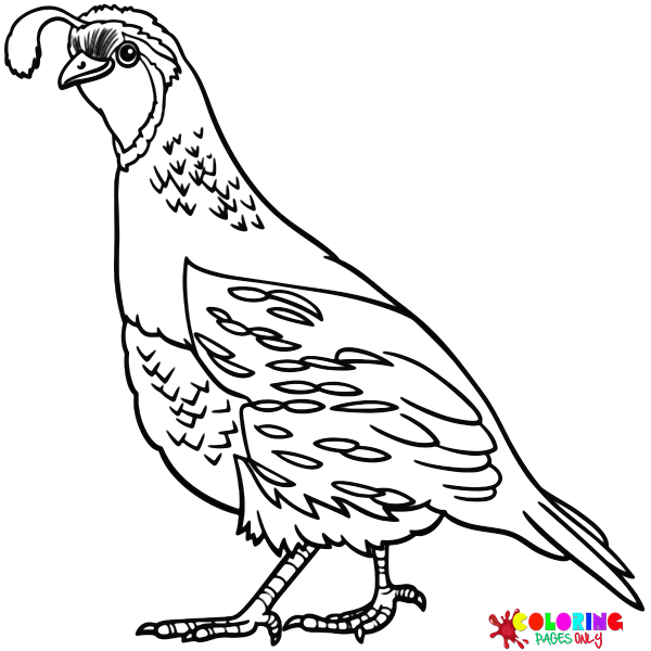 Quail Coloring Pages