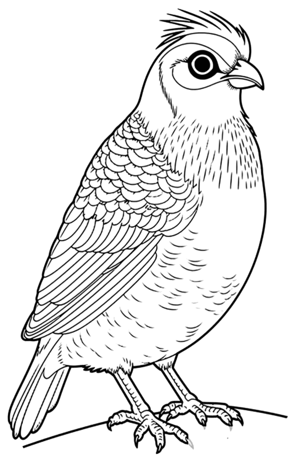 Awesome Quail Coloring Sheet - Free Printable Coloring Pages