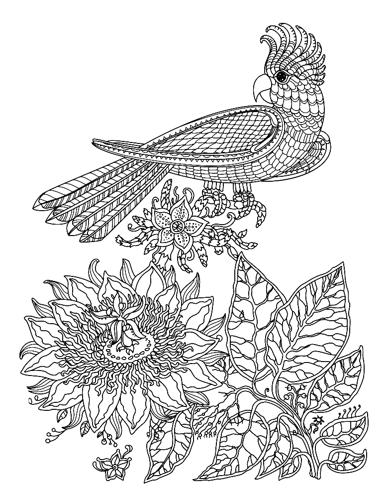 Beautiful Cockatiel Coloring Page - Free Printable Coloring Pages