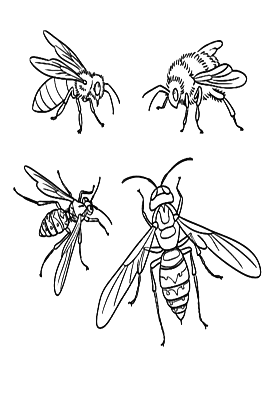 Bee Wasp Bumblebee And Hornet Coloring Page from Wasp