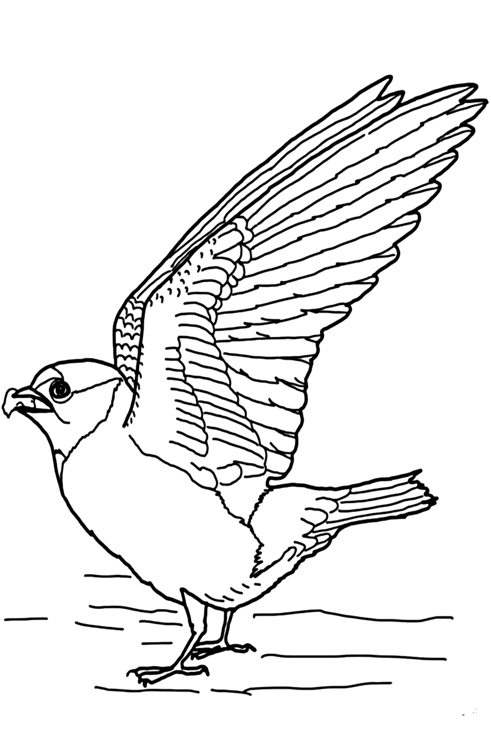 Malvorlage „Klippenschwalbe“ von Swallow