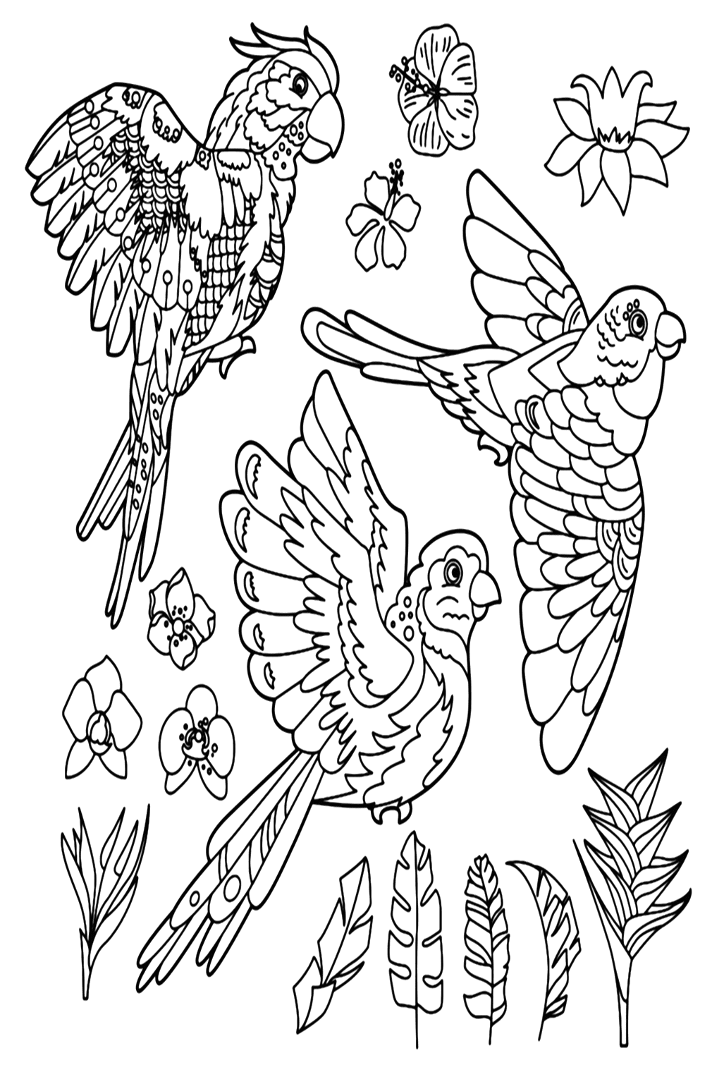 Color Page Parakeet from Parakeet
