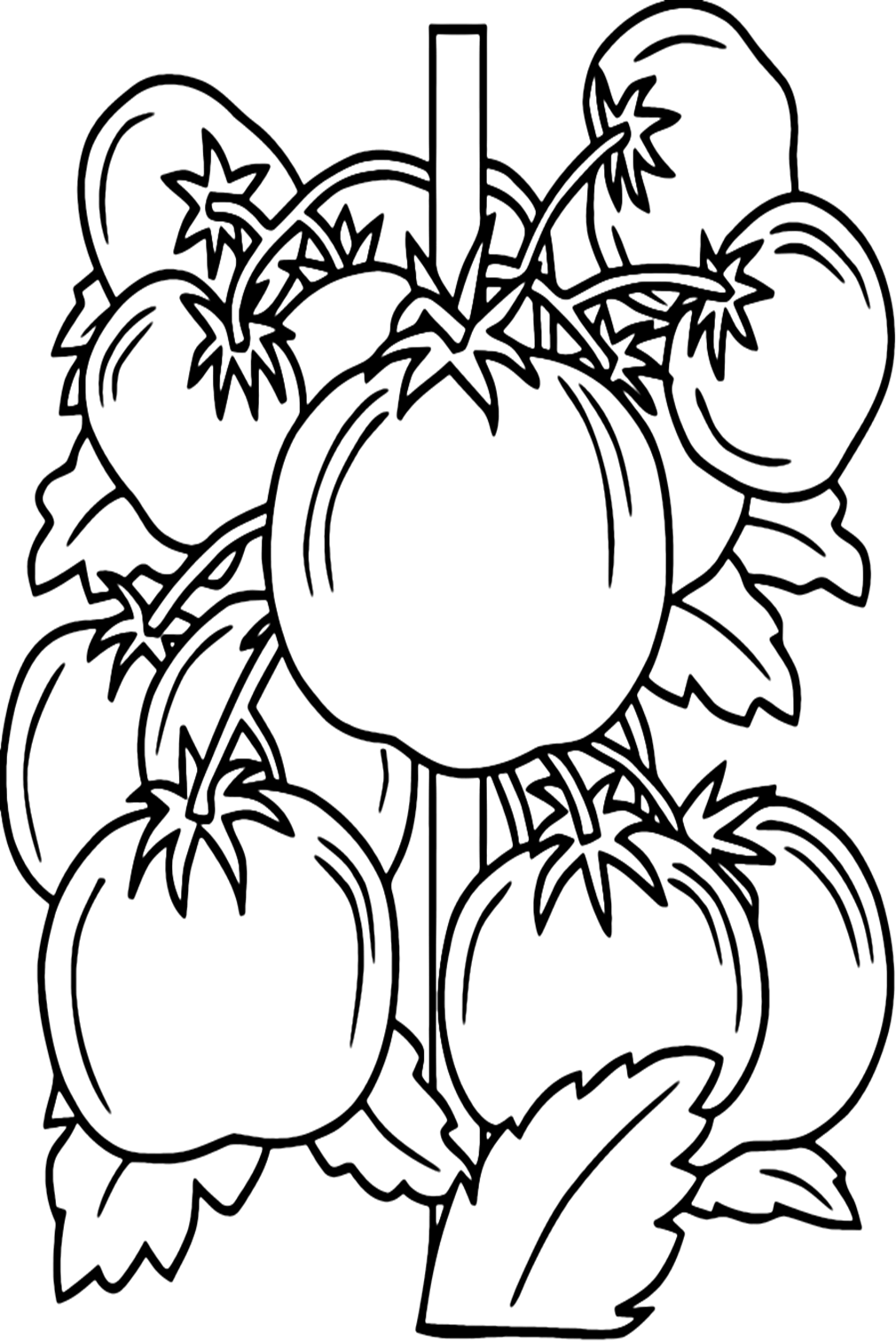 Coloring Pages Of Tomato