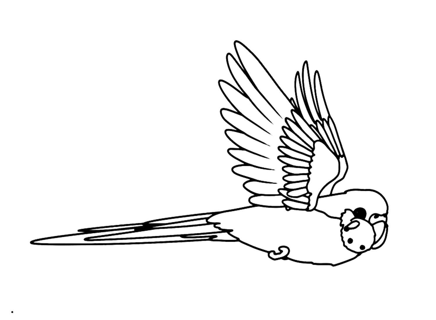 Página para colorear de periquito volador de Periquito