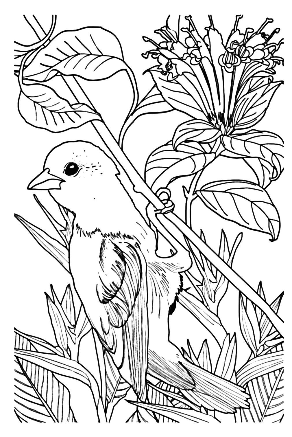 Imagen de Nightingale para colorear de Nightingale