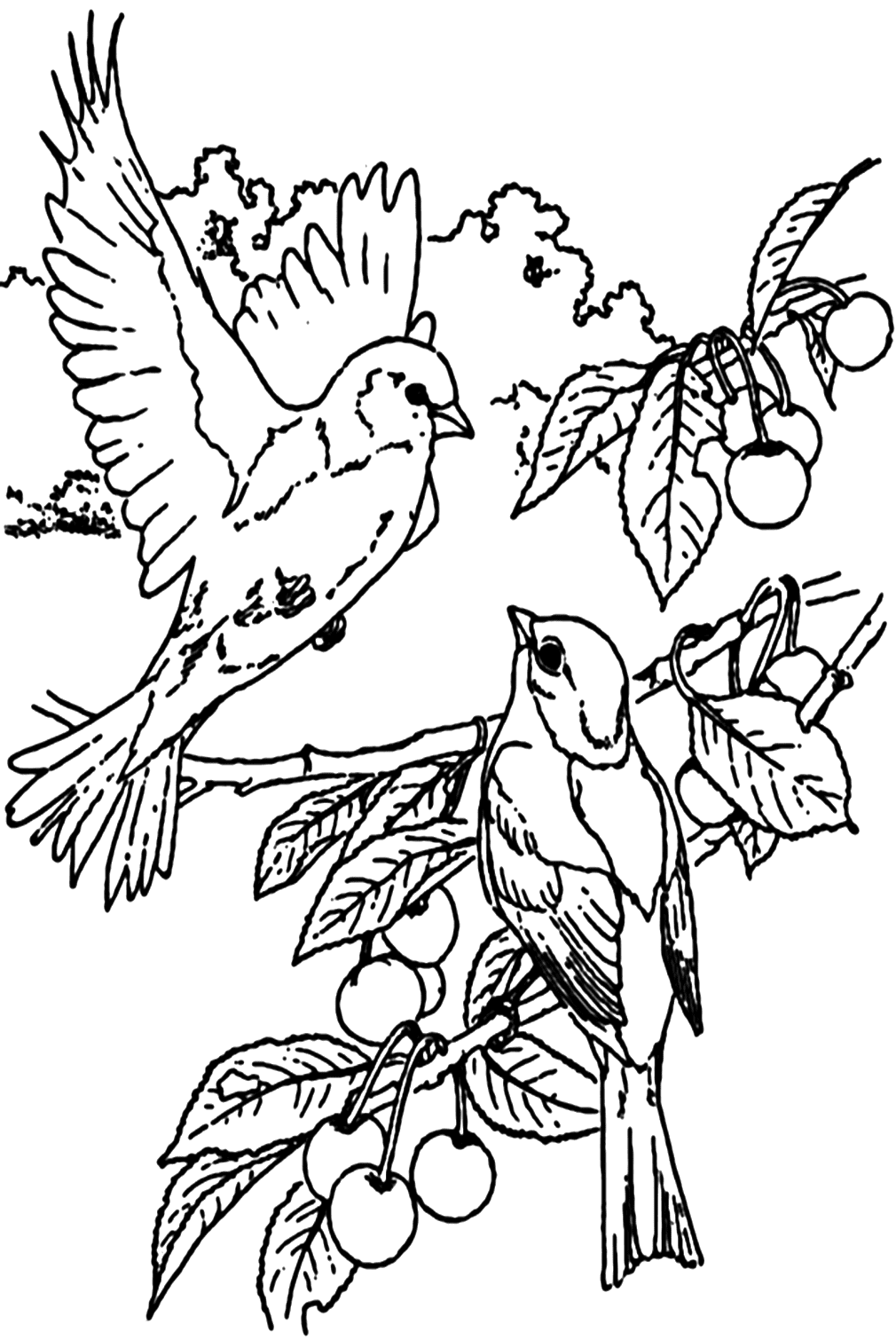 Imagen de Nightingale para colorear de Nightingale
