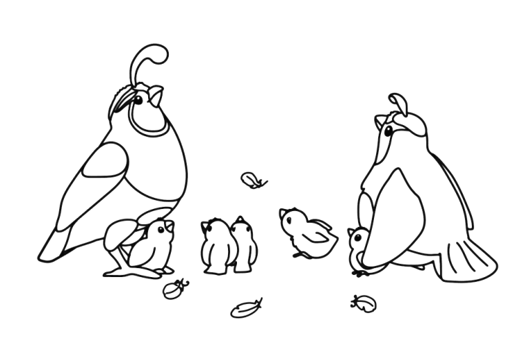 20+ Quail Coloring Pages - Free Printable PDF & Online Coloring