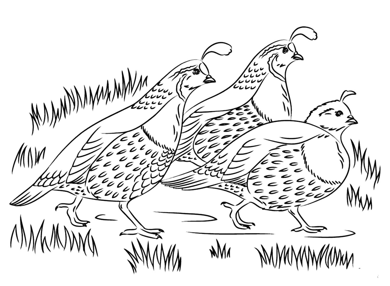Quail Image To Color - Free Printable Coloring Pages