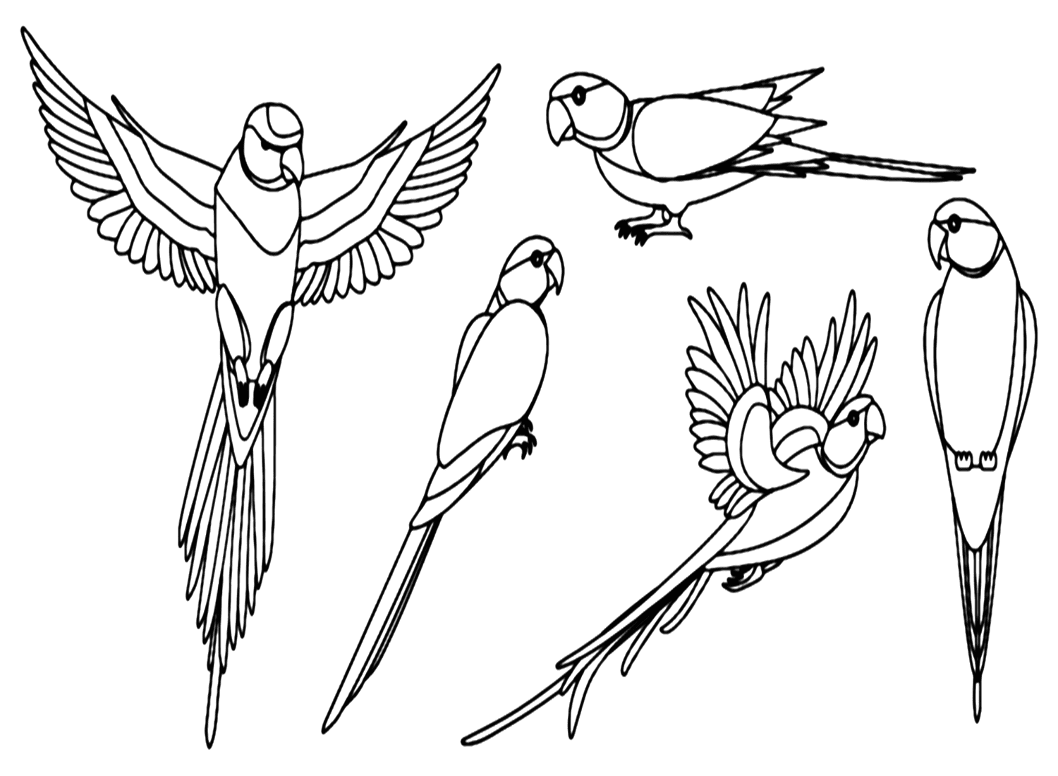 Simple Parakeet Coloring Page from Parakeet