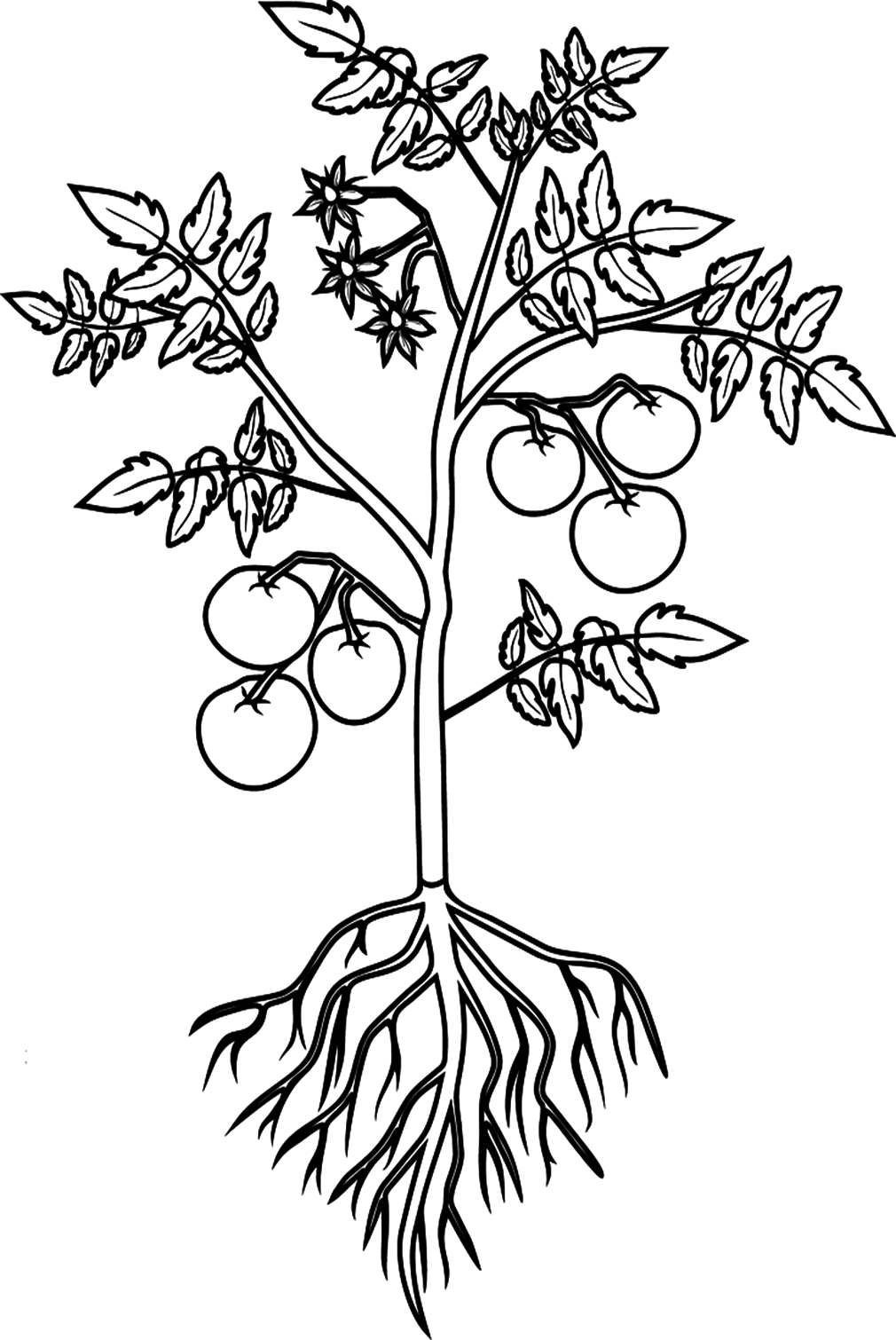 Planta de Tomate para Colorir