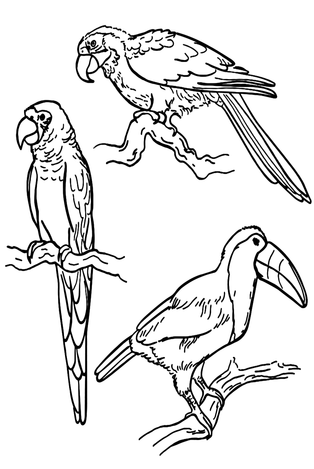 Toucan And Parakeet Coloring Page