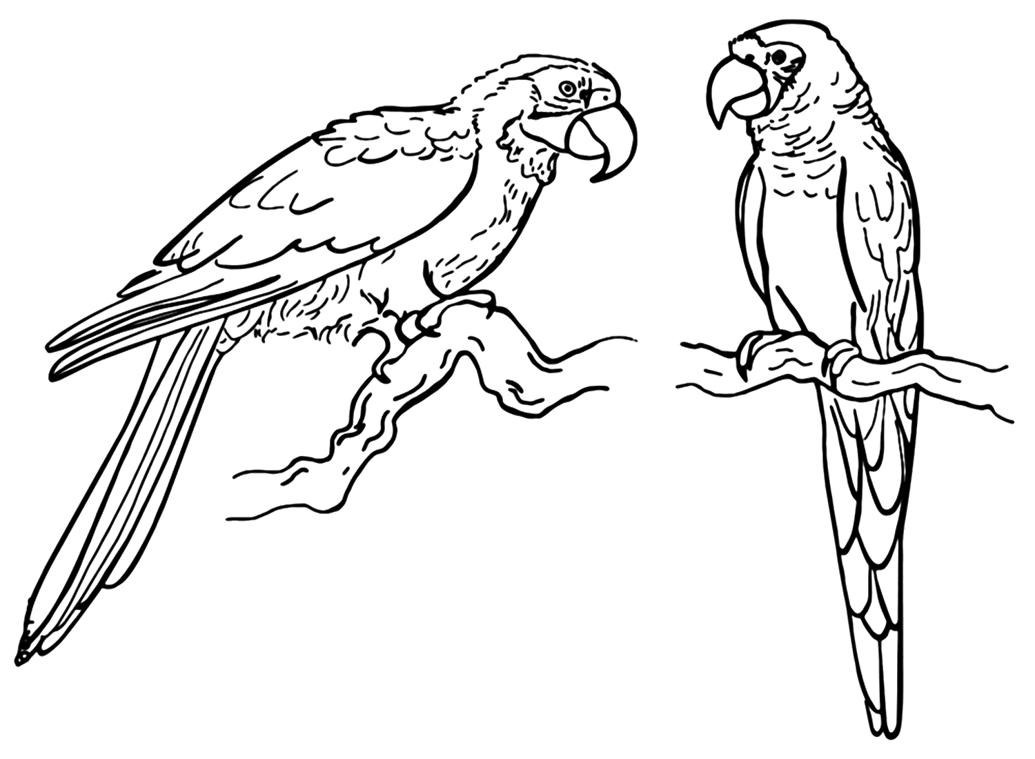 Hoja para colorear de dos periquitos de Parakeet