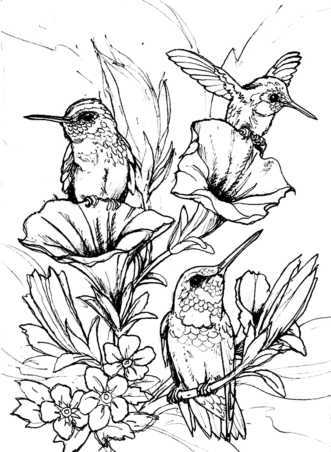Coloring Picture of Cute Hummingbird