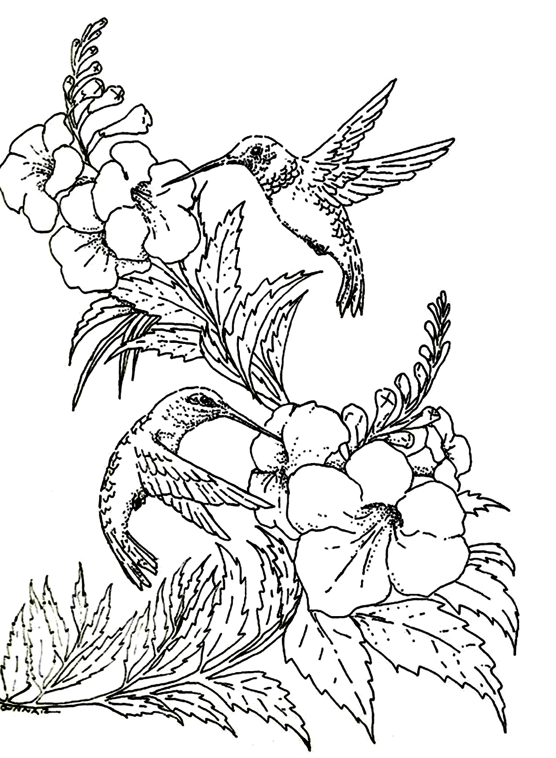 Vliegende kolibries kleurplaat van Hummingbird