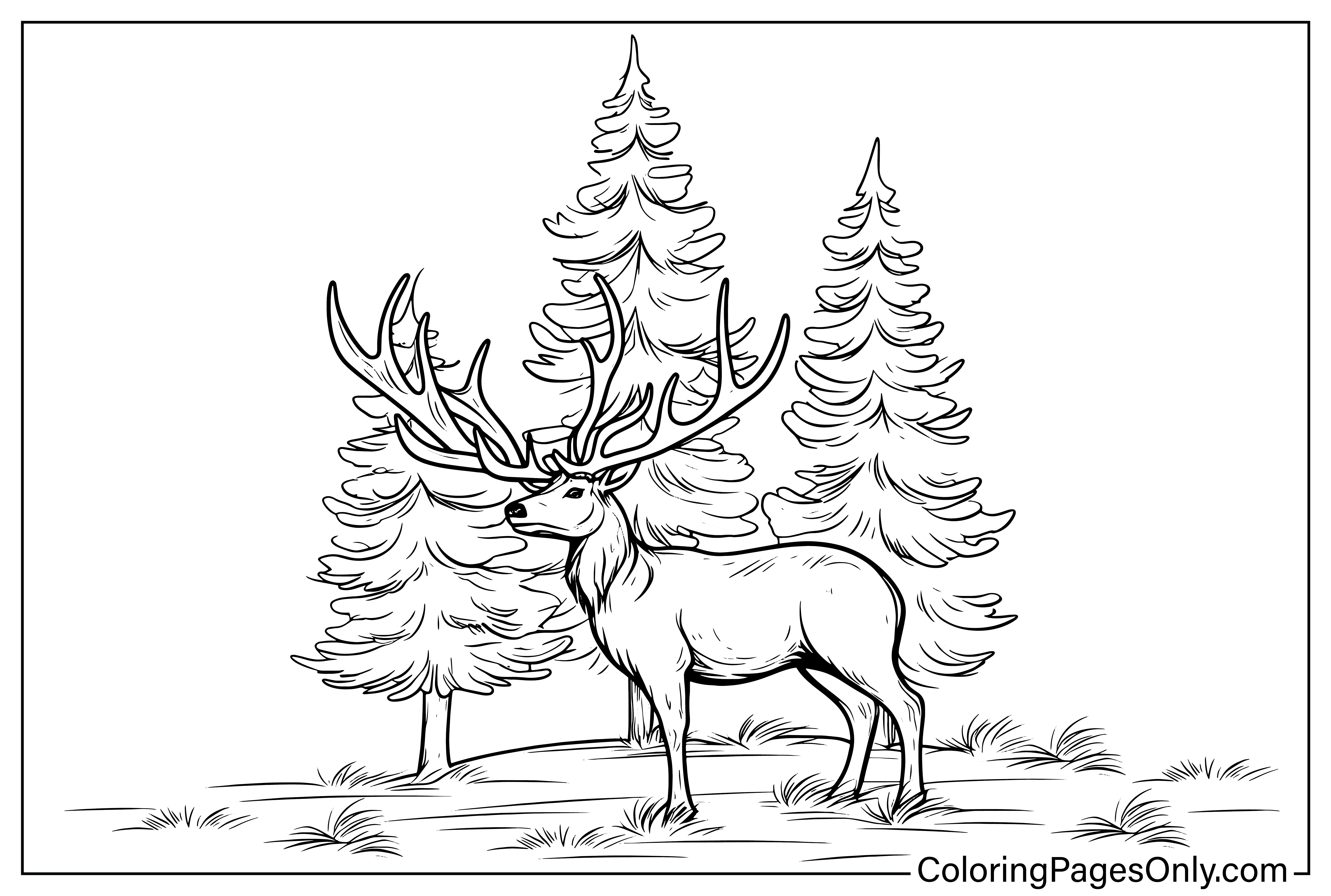 Reindeer Coloring Page from Reindeer