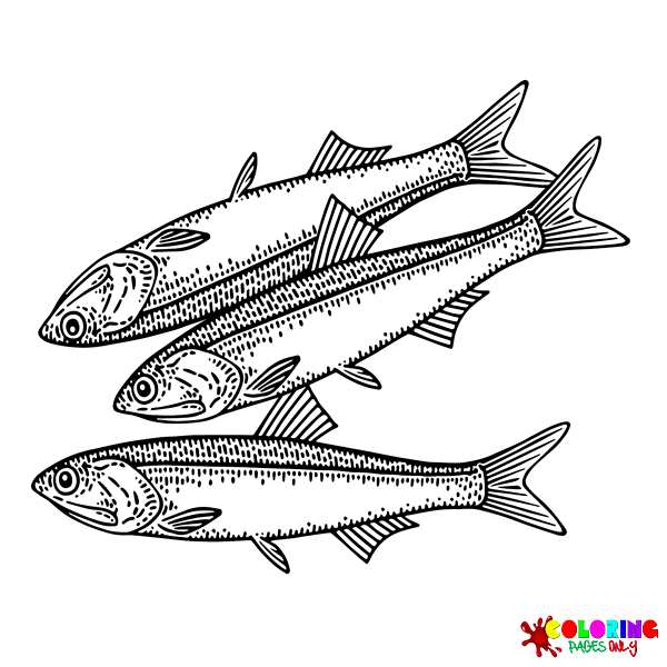 Anchovy Coloring Pages