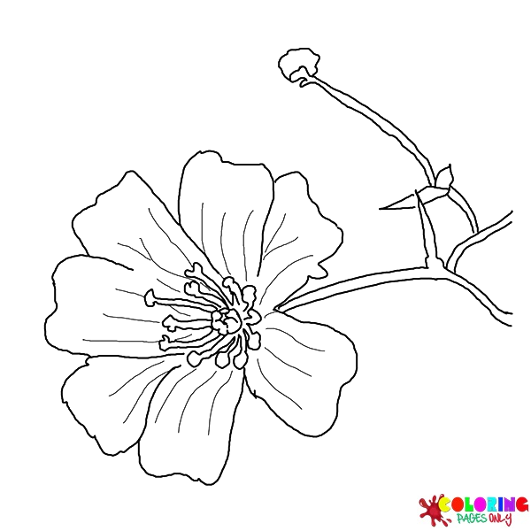Babys Breath Coloring Pages