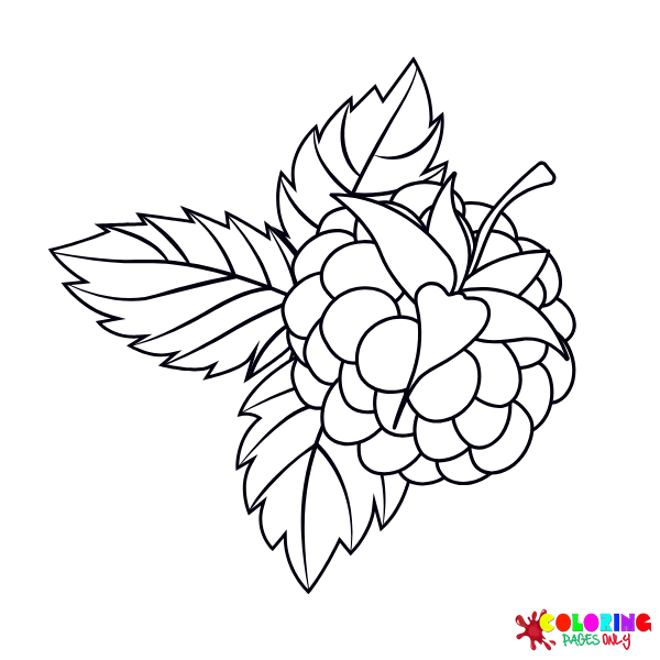 Blackberry Coloring Pages