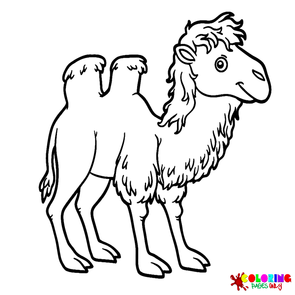 Disegni da colorare di cammelli
