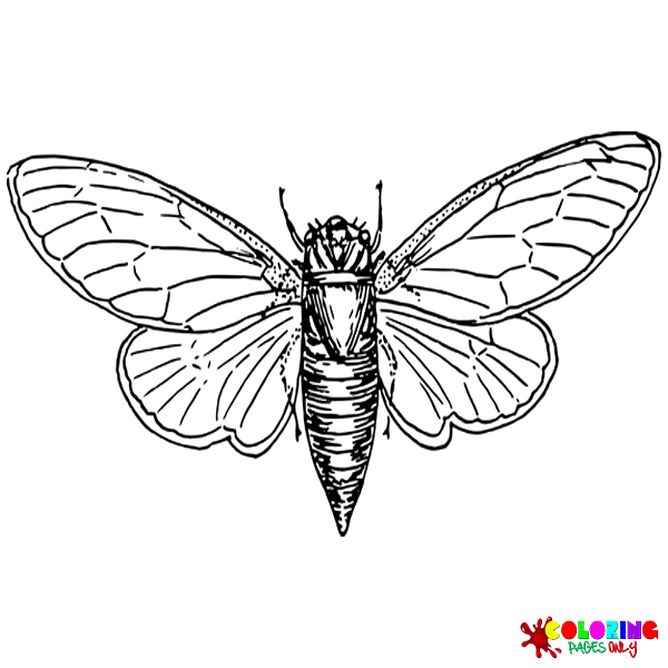 Cicada Coloring Pages