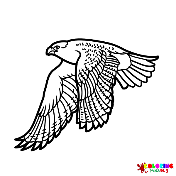 Falcon Coloring Pages