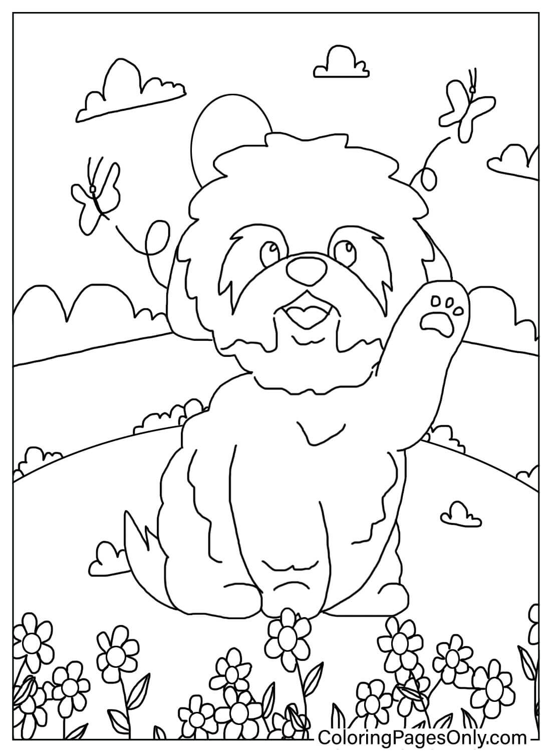 Free Coloring Pages Shih Tzu from Shih Tzu