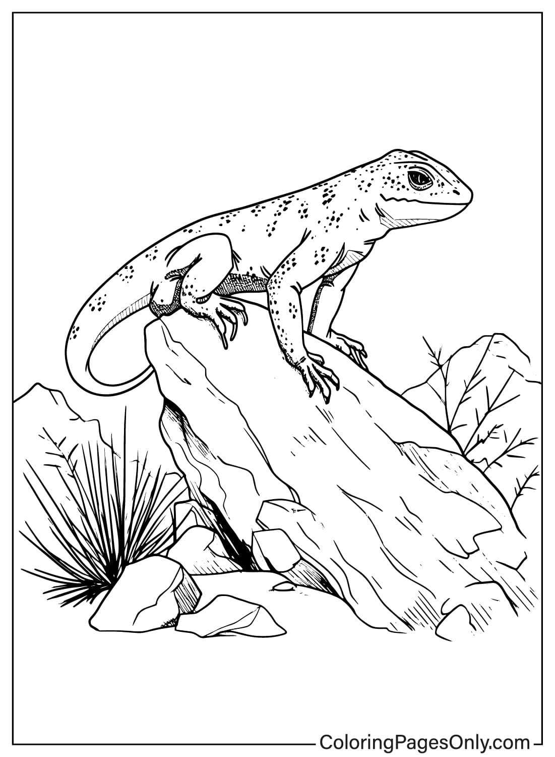 Бесплатная раскраска Ящерица от Lizard