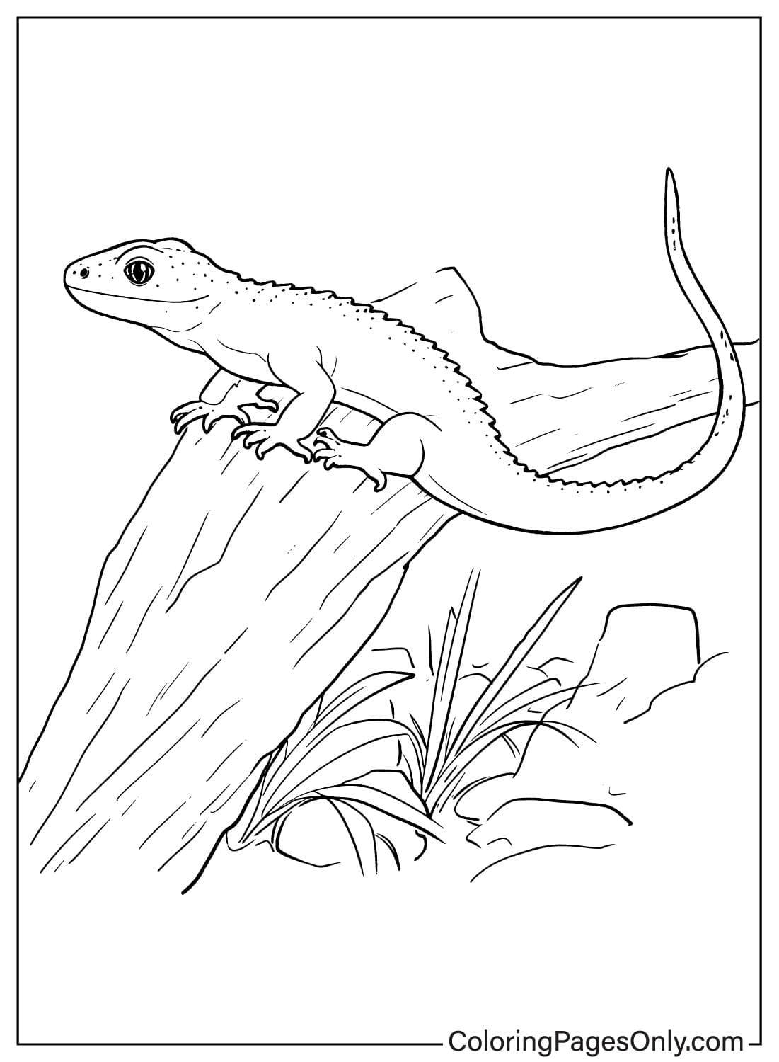 Página para colorir de lagarto para impressão gratuita