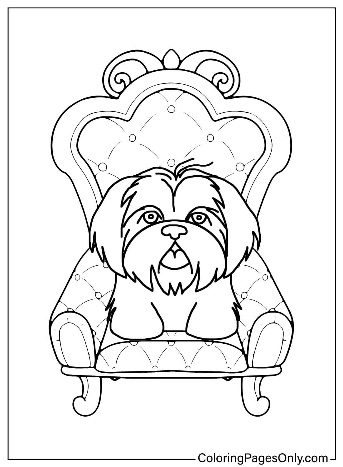 Free Shih Tzu Coloring Page from Animals