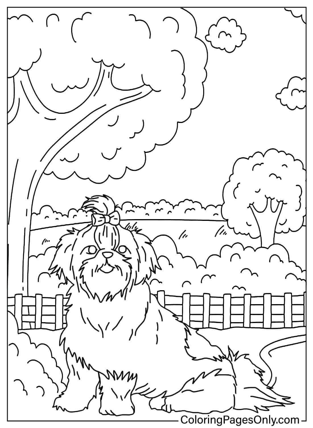 Free Shih Tzu Coloring Pages from Shih Tzu
