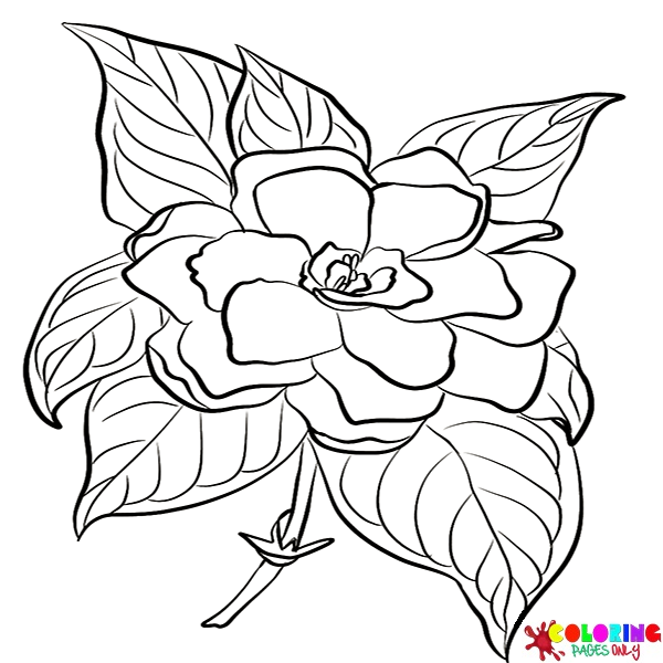Disegni da colorare di Gardenia