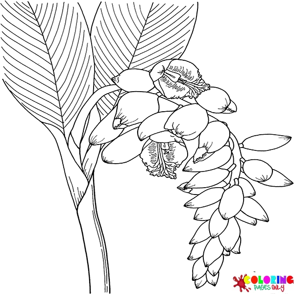Dibujos de flores de jengibre para colorear