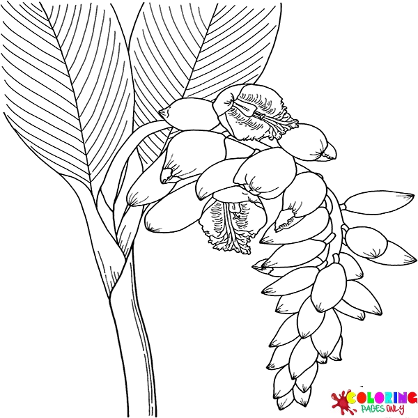 Ginger Flower Coloring Pages