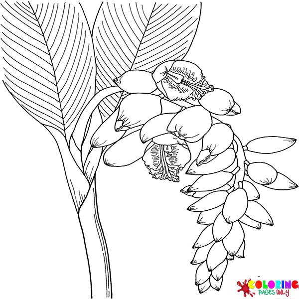 Coloriage Fleur De Gingembre