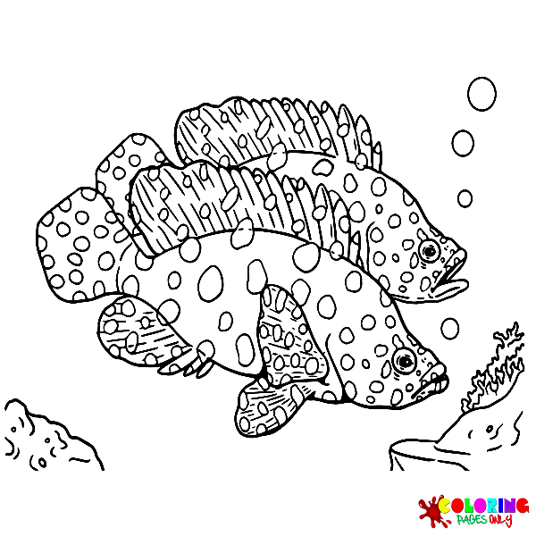 Grouper Coloring Pages