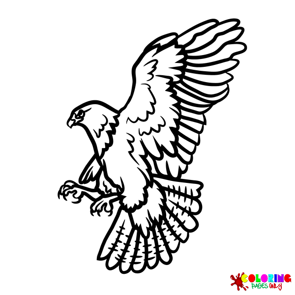 Hawks Coloring Pages