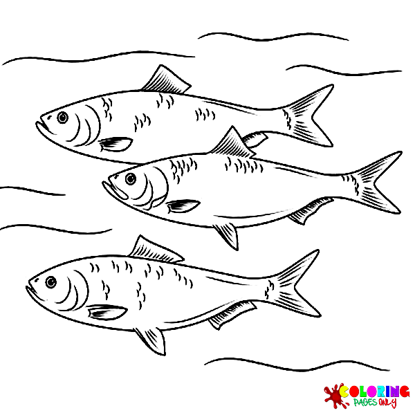 Herring Coloring Pages
