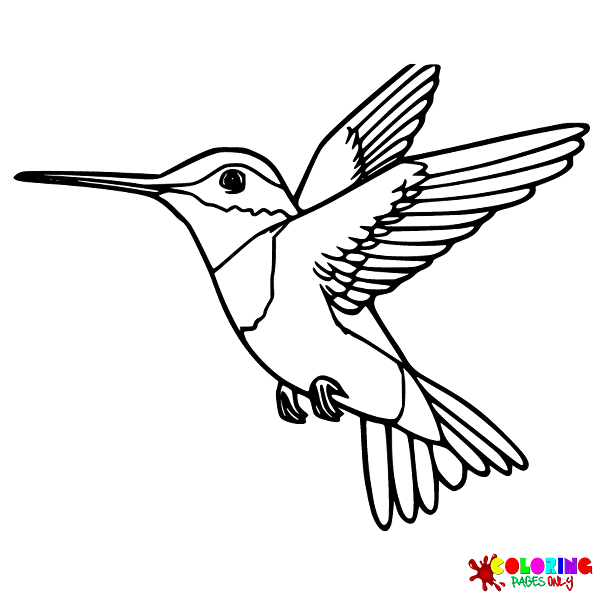 Disegni da colorare di colibrì
